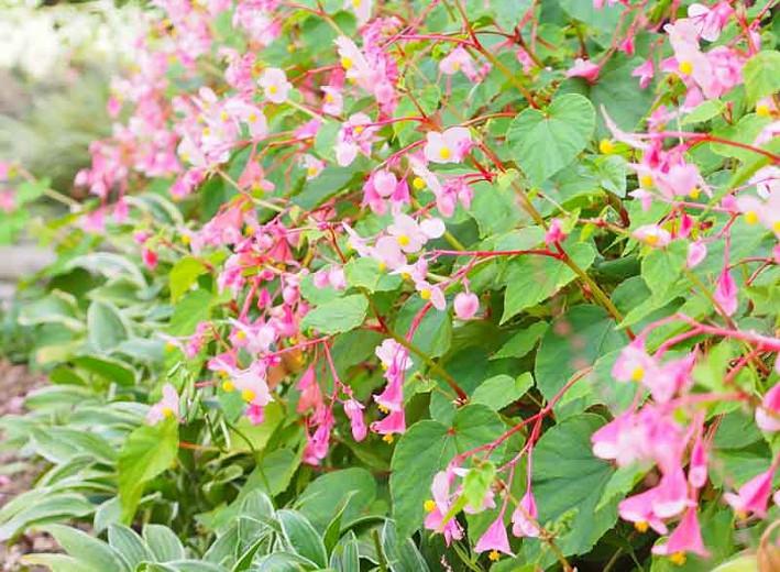 Begonia grandis 'Heron’s Pirouette', Hardy Begonia Heron’s Pirouette, summer flower bulbs, shade plants, Shade flowers, shade loving flowers, Pink Begonia, Pink Flowers